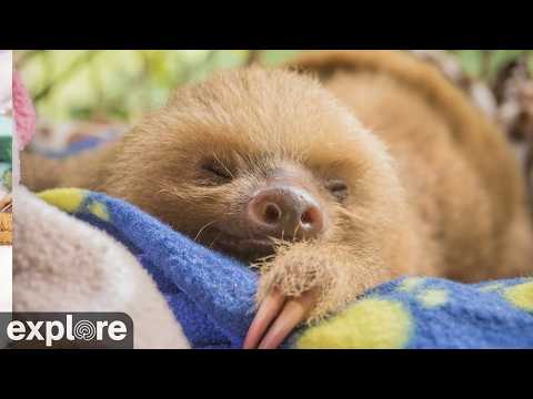 Sloth TV