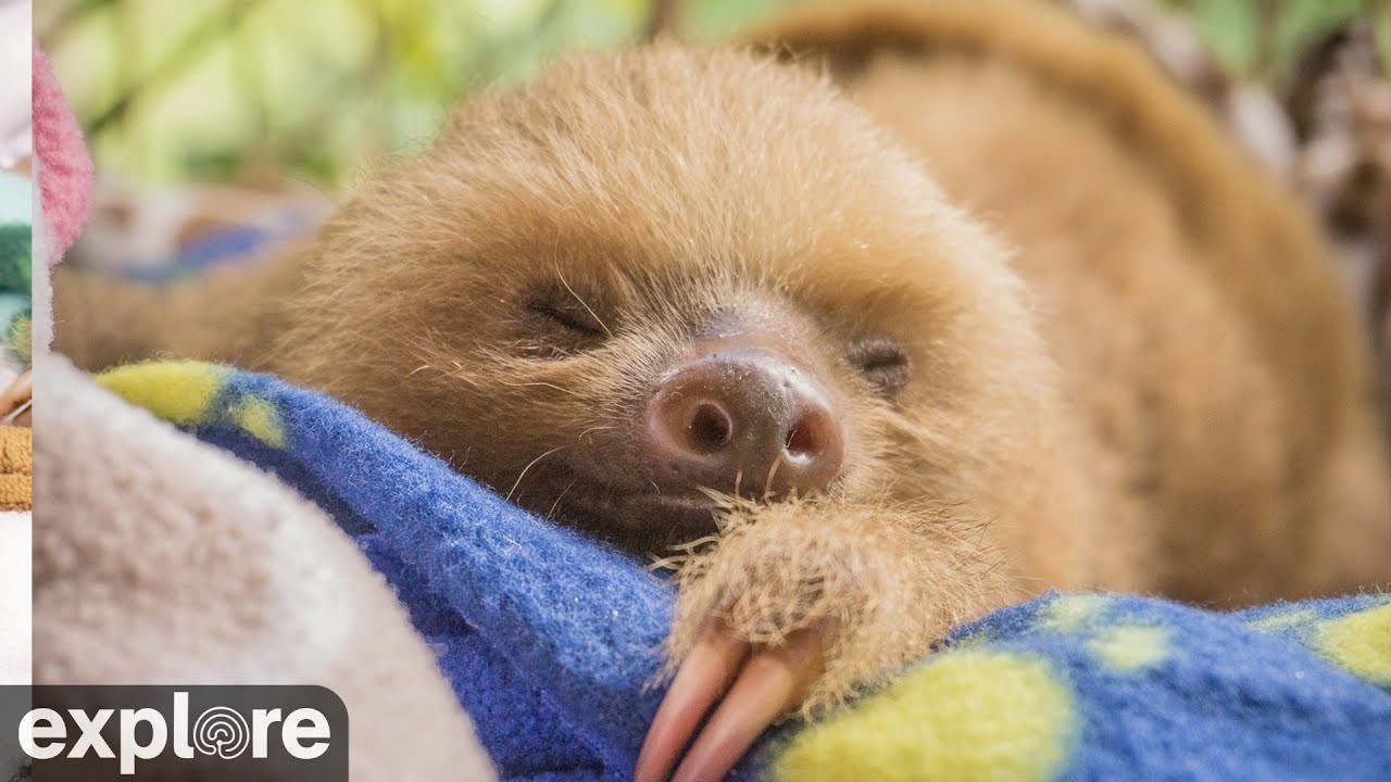 LIVE Baby Sloth Cam: Rescued Sloths in Costa Rica – Sloth TV | explore.org