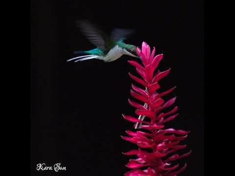 Kara Sun birding in Guatemala -Tikal (Part 1)