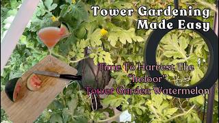 Let's Harvest The Tower Garden "Indoor" Watermelon #towergarden #hydroponicgardening #watermelon