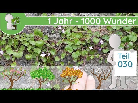 1 Jahr - 1000 Wunder "Stadt-Ritzen & Fugen" (Teil 030 - 17.04.19) - Wildpflanzen Doku/Dokumentation