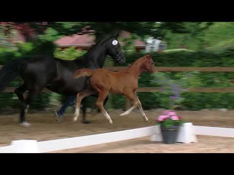 Stf v Vitalis x Dante Weltino x Don Romantic 2019