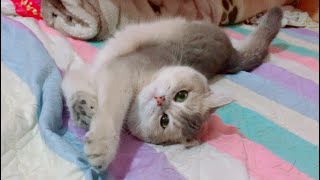An adorable Leo cat 🤪 Oh my God too cute P81