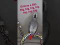 Symon the African Grey Parrot is being a funny girl tonight🥰 #talkingparrot #parrot #cag #birds