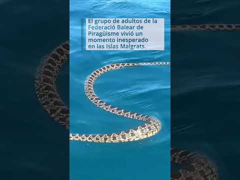 Una serpiente sorprende a un grupo de excursionistas en Kayak en Mallorca