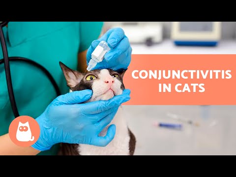 Tobrex for Cats - Tobramycin Uses, Dosage and Side Effects for Cats