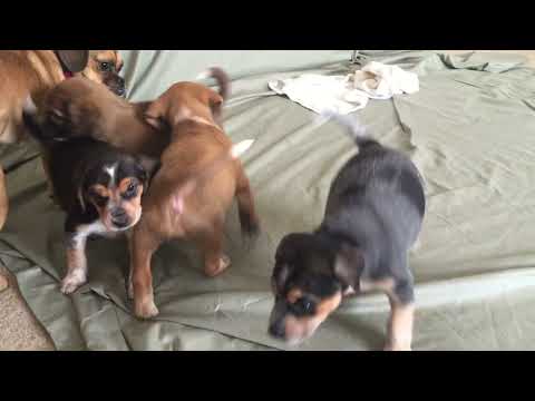 ¡Modo de juego completo! - Se revelan las personalidades de los cachorros rescatados: Razia, Nora...