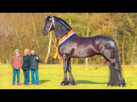 , title : 'أطول 10 خيول على الإطلاق في العالم'