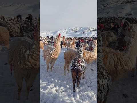 Potosí: Nieve cubre pastizales y amenaza al ganado en Colcha “k”