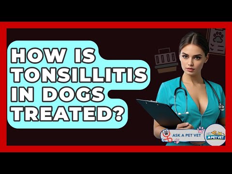 How Is Tonsillitis In Dogs Treated? - Ask A Pet Vet