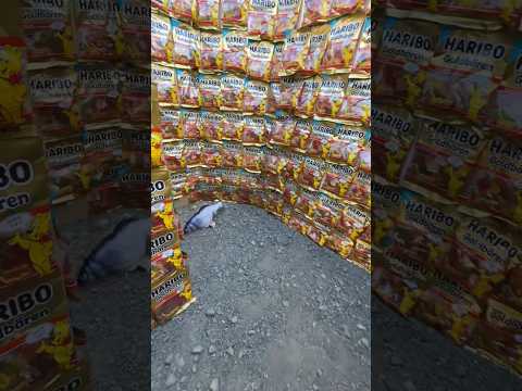 お菓子で構成された家に訪れたら新鮮なお魚をいただくことができて感動した