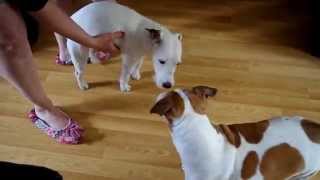 Parsons Jack Russell Terrier fitting Attack ......... Xylitol sweetner was the cause