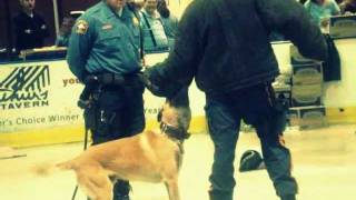 Police Dog Attack Demonstration 2011