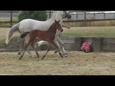 Auktionsfohlen Nr 29 HF v. Ronaldo vom Schwarzbach – Don Carlos
