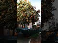 Catch these Vibrations! #tree #vibrate #orange #machine #shorts