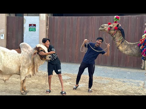 My Friend Bought a Camel😳My Cow vs Angry Camel😡