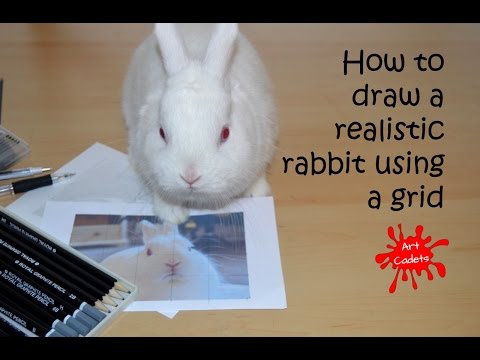 How to draw a realistic rabbit using a grid