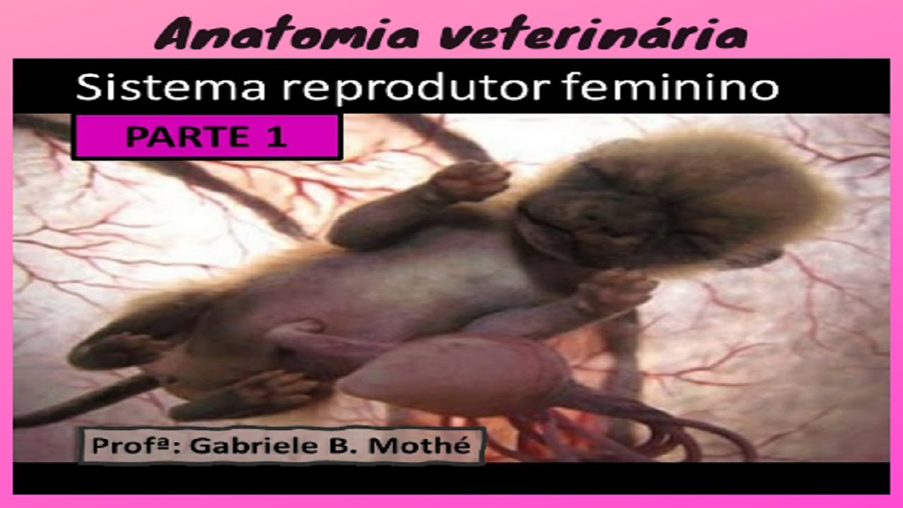 SISTEMA REPRODUTOR FEMININO - parte 1 (Anatomia veterinária)