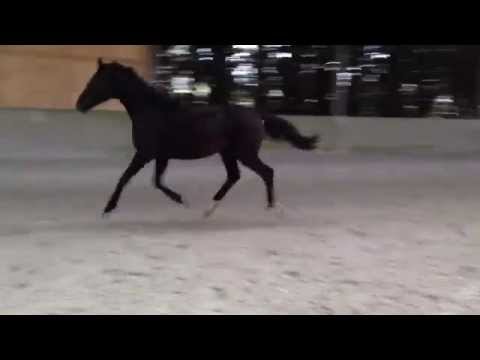 Ludwig colt 2014 Livaldon