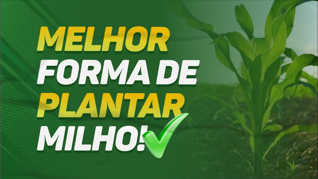 MELHOR forma de plantar milho!