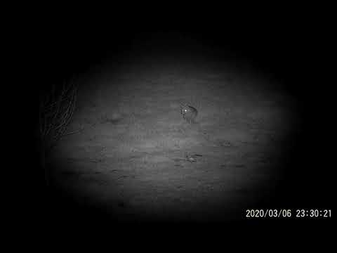 Vabljenje lisice (Fox calling), Pard NV 007 night vision