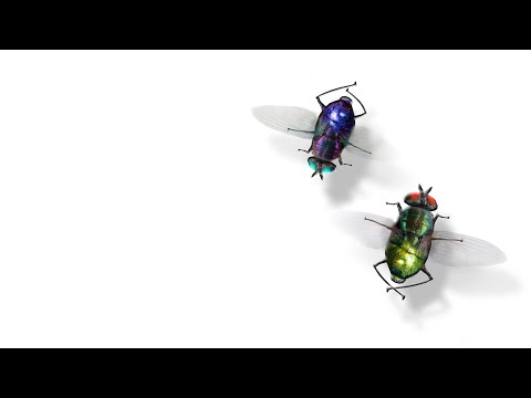 GAMES FOR CATS - FLY - MOSQUITO - BLOWFLY