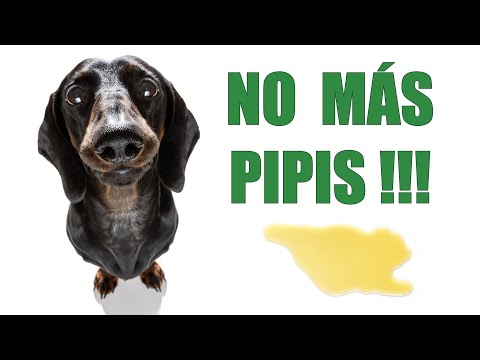 Como Enseñar a Tu PERRO a Hacer PIPI en su Sitio [LA CLAVE]