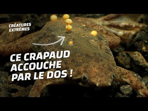 La naissance extraordinaire des crapauds du Surinam