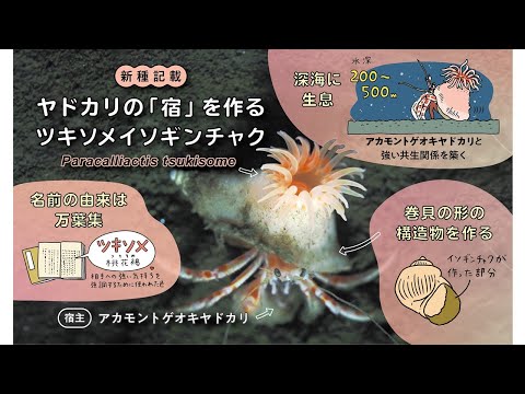 【新種発見】ヤドカリの「宿」を作る“淡い桃色”のイソギンチャク　―万葉集に詠まれた「愛する気持ち」を名前に―