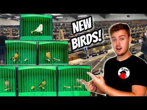 My *NEW* Birds from Stafford Show!