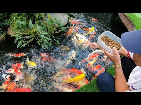 download lagu mp3 mp4 Cá Koi, download lagu Cá Koi gratis, unduh video klip Cá Koi