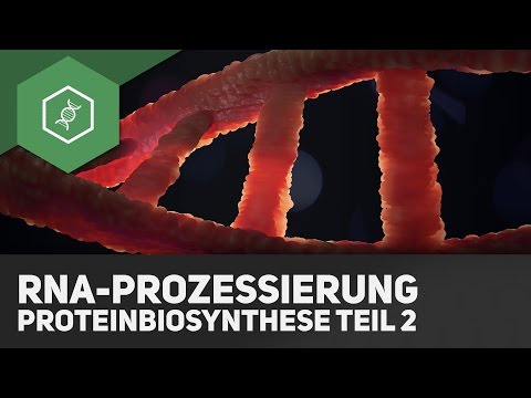 RNA processing – protein biosynthesis part 2