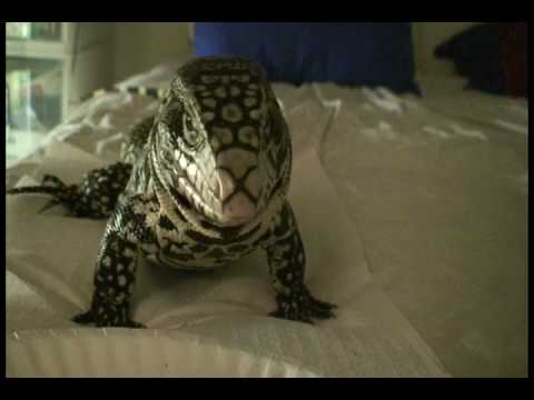 Ash Up Close and Personal