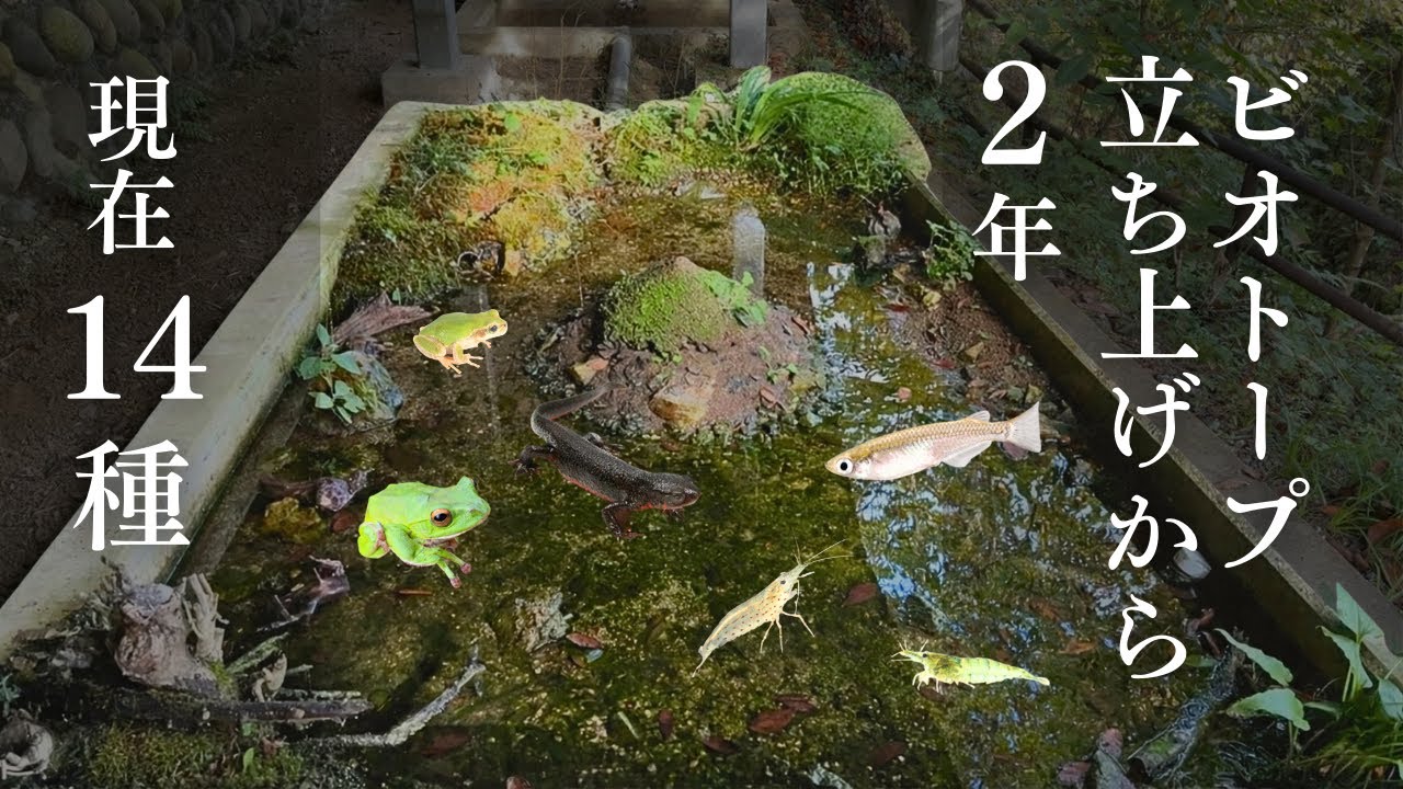 田舎で作るビオトープ。現在14種。