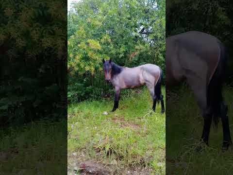 GRAN LLUVIA y CRECIDA en Valle Hermoso, Córdoba, Argentina.#vallehermoso