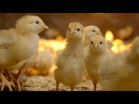Shamba Shape Up Sn 13 - Ep 12: Chicken (Swahili)