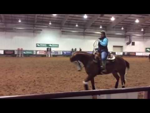 Colonels flashy gun 11 year old gelding