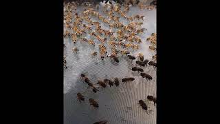 It's all go, being a Beekeeper