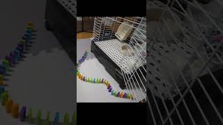 【癒し】ウサギとドミノで遊んでみた♪【ネザーランドドワーフ】