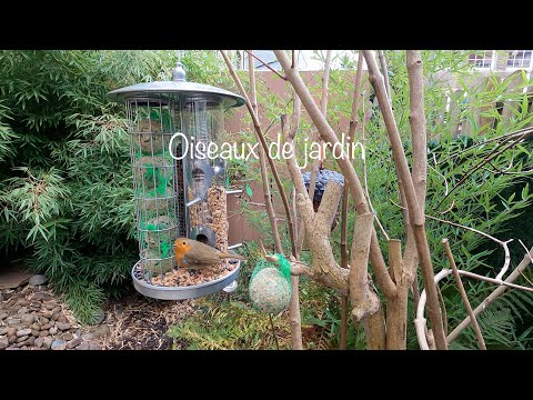 Oiseaux de jardin - 2020.12.06