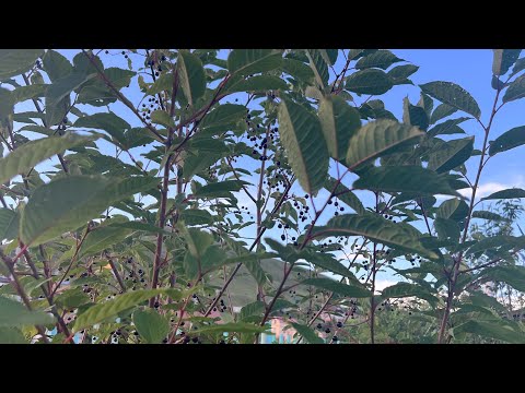 1.”Ayaz”H.Sergelen”Аяз”Bat-Ochir Araanz Mongolian Morin khuur Horse headed fiddle Tenger khuur