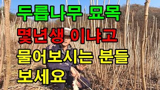 좋은 두릅묘목은 어떤것일까?  / 두릅나무 1년생 2년생 구분하는것이 맞을까?
