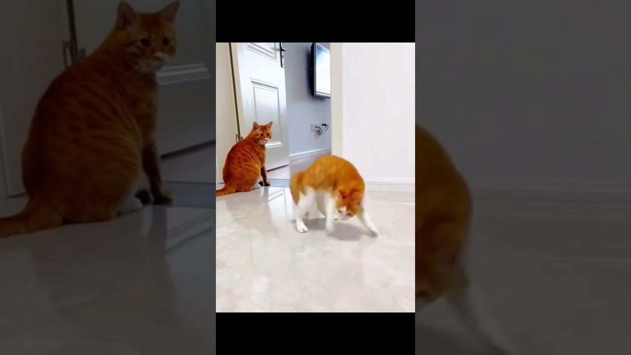 Top rengking kucing core #cat