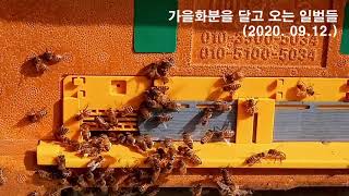지금 산란한 벌들이 내년 봄벌까지 키워 줄 벌들입니다.