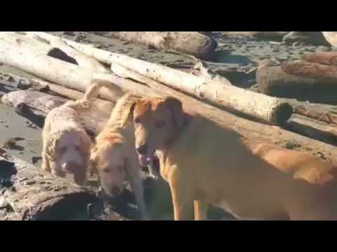 16 /March /20/2/5 dOG $ ISRAELDOG66 Female FGJ DFH..DOg