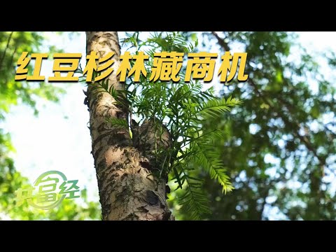 杉 寓意