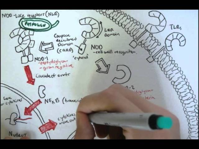 Immunology Innate Immunity (NOD Like Receptors)