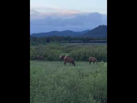 Dusk sighting of Elk herd 5 mins outside of campgrounds