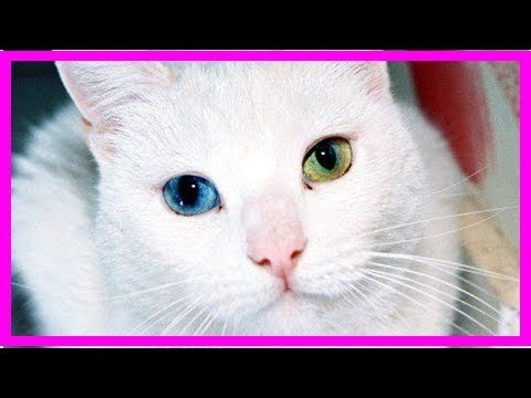 Signs your cat may have eye problems