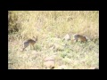 THE SERENGETI SHALL NOT DIE Part 1